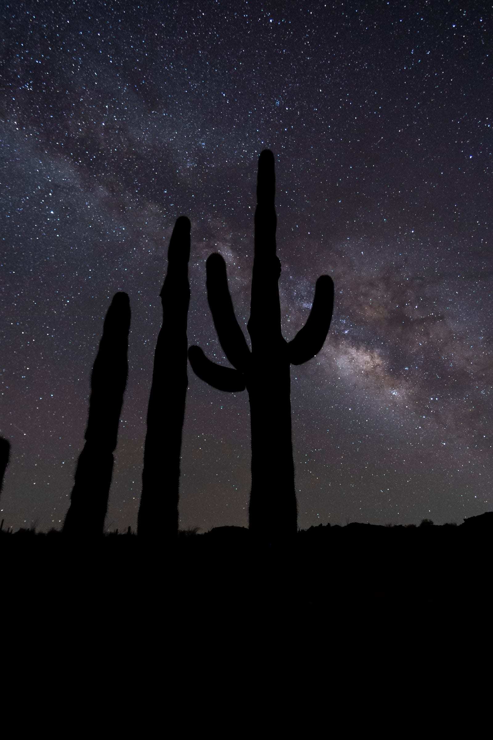 Sahuaros bajo la Vía Láctea en el desierto de Sonora