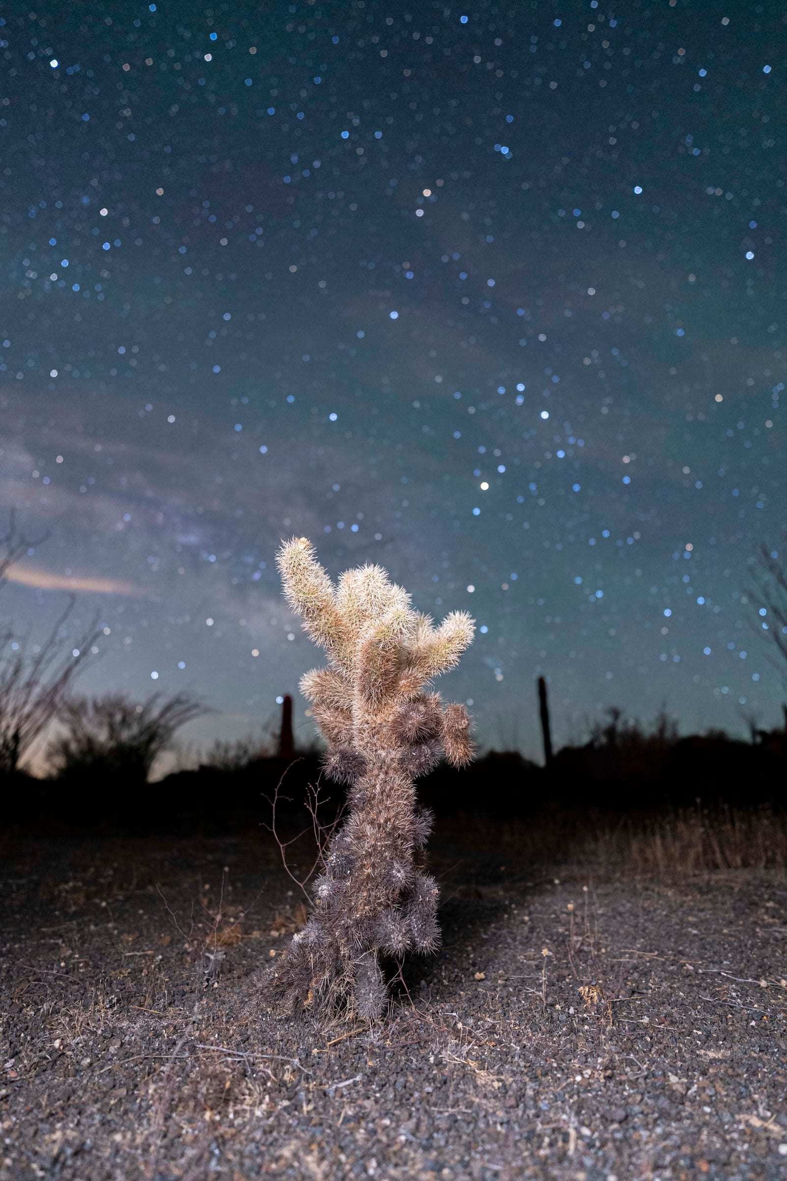 Una cholla bajo el cielo estrellado en El Pinacate