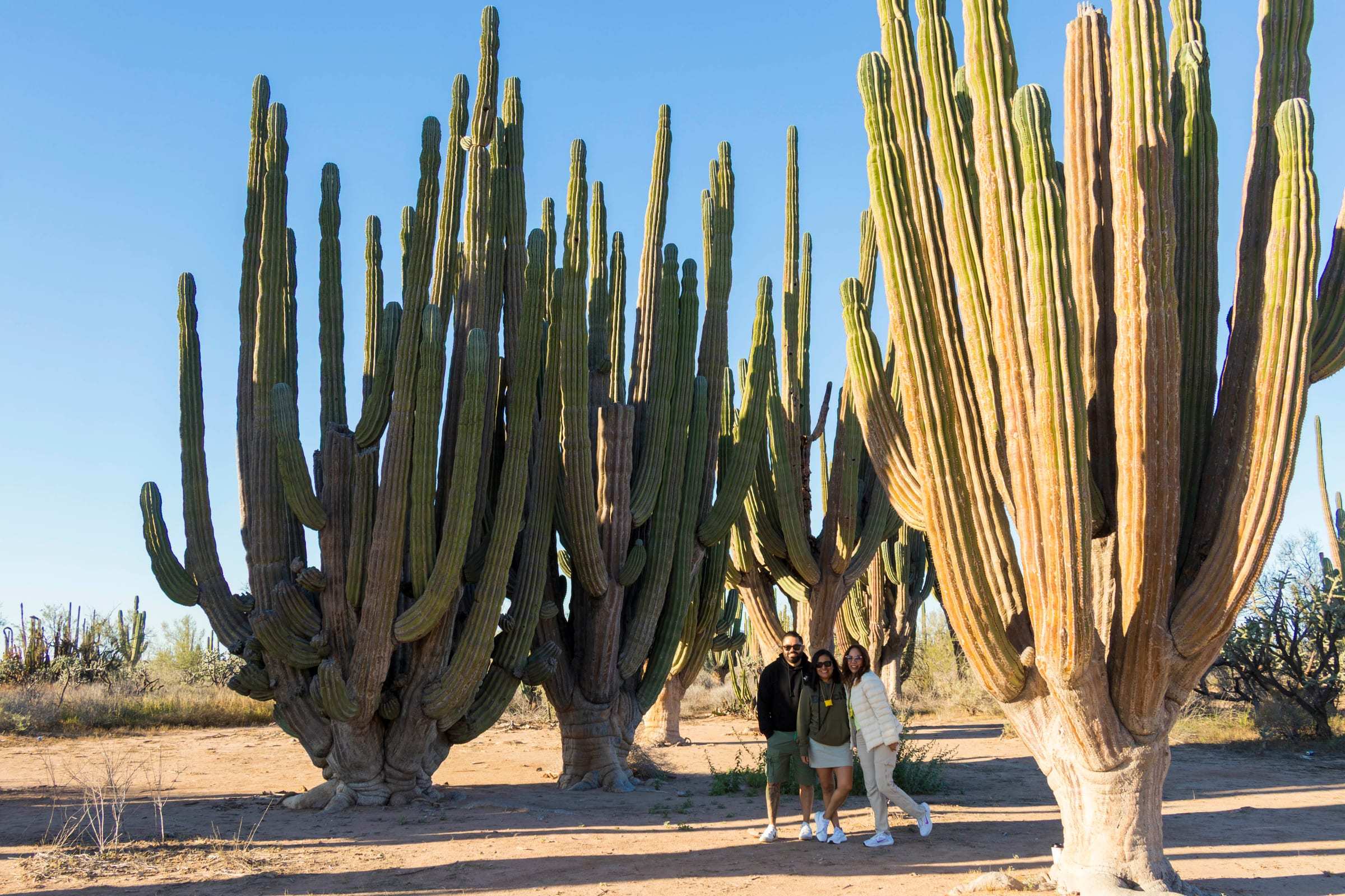 Cardones gigantes en la costa de Sonora