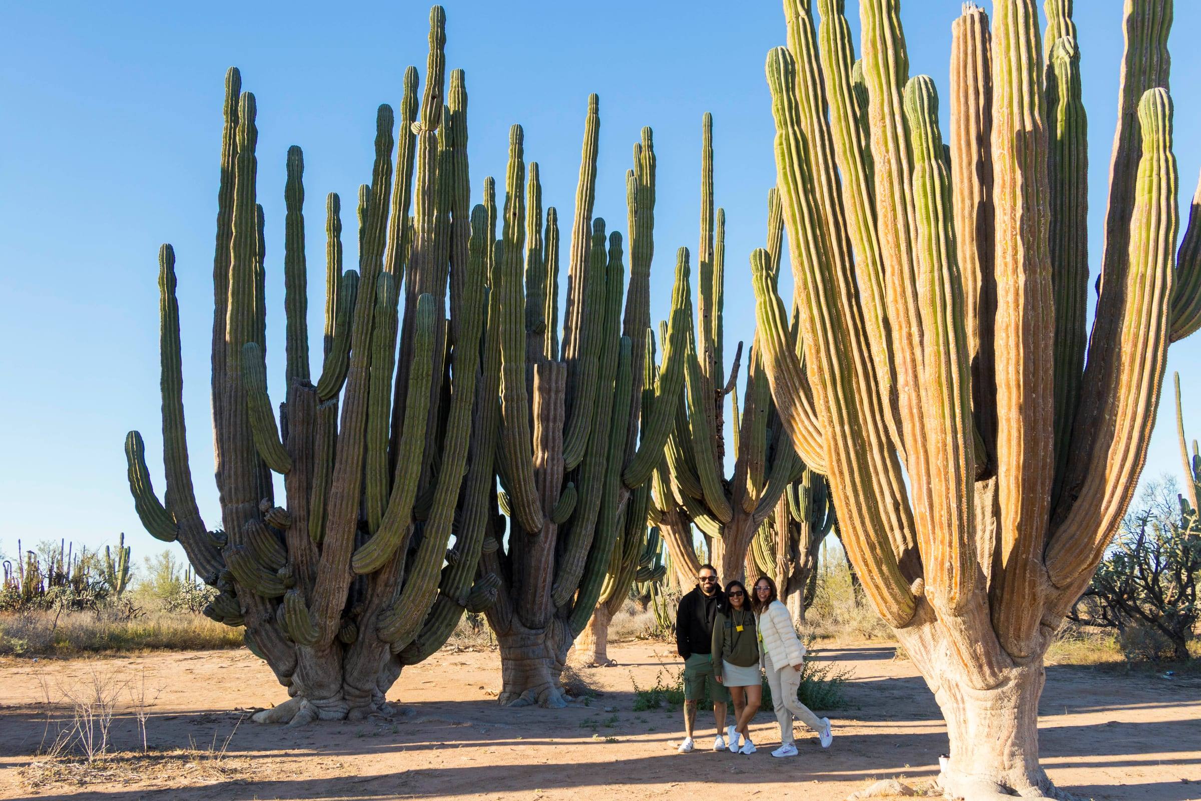 Cardones gigantes en la costa de Sonora