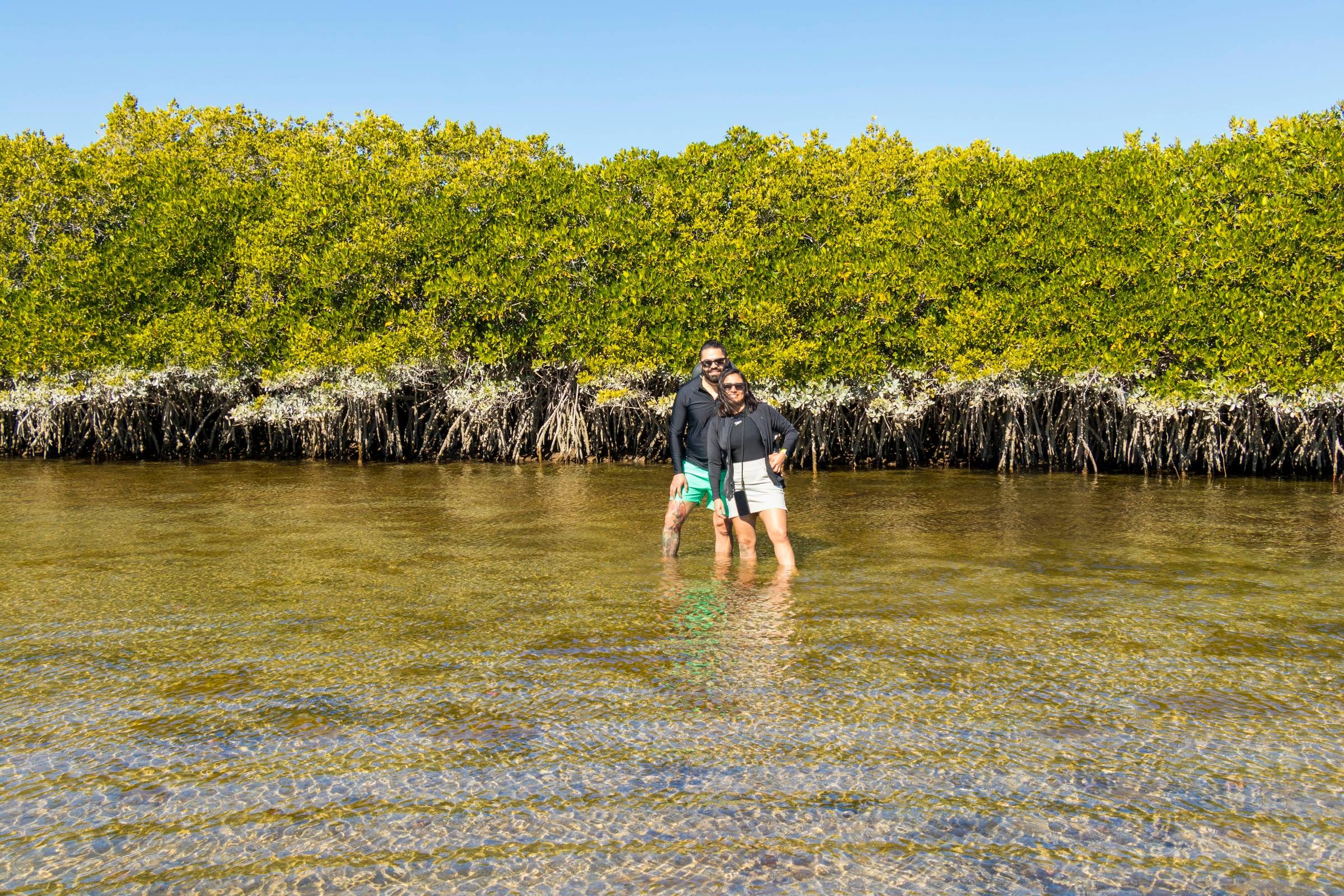 Mangrove sur la côte du Sonora