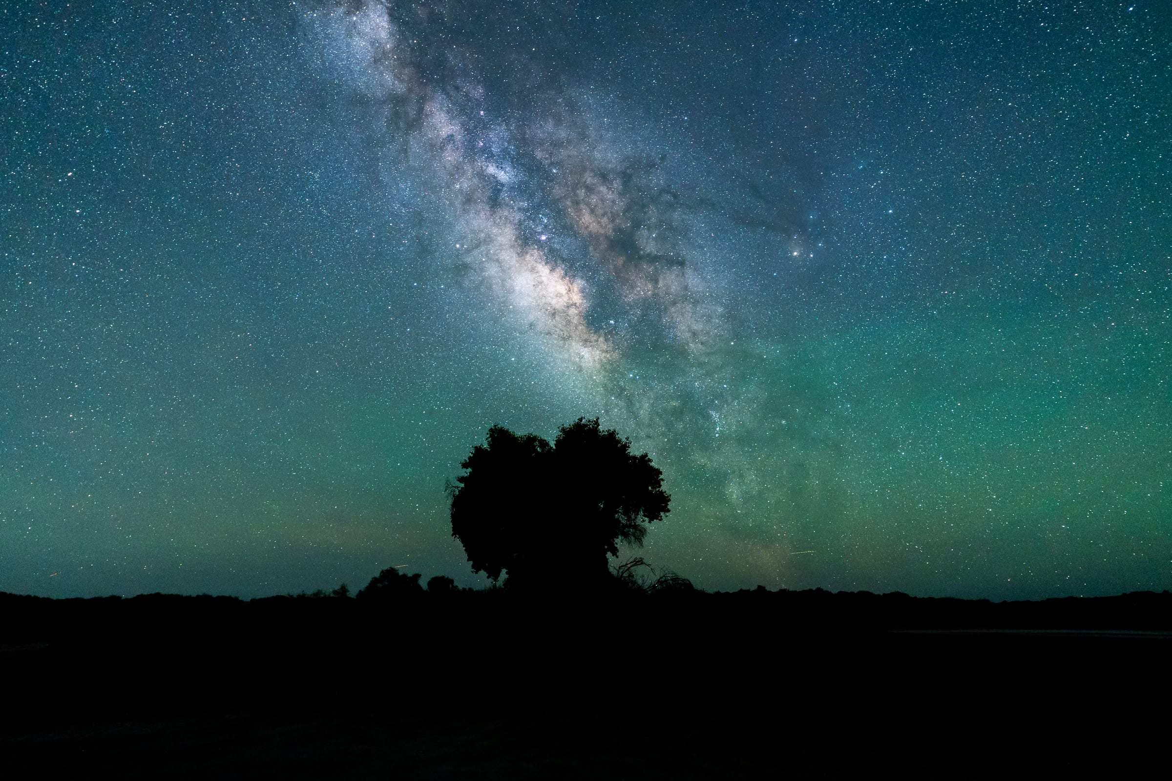 La Vía Láctea sobre un árbol solitario en el salar